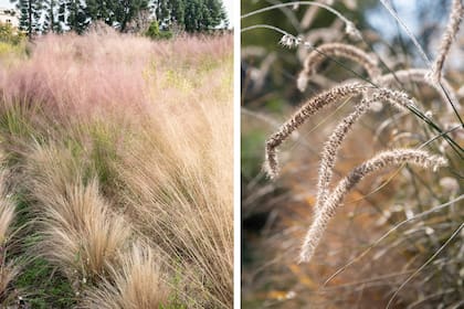 Stipa tenuissima y Pennisetus orientale, dos especies que no pierden encanto, aun secas
