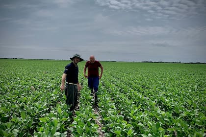 StoneX recorta previsión de la cosecha de soja de Brasil, eleva la de maíz