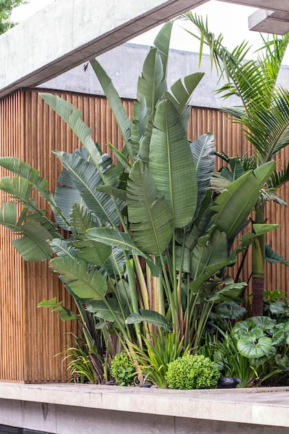 Strelitzia nicolai es una de las favoritas de los interioristas para espacios amplios