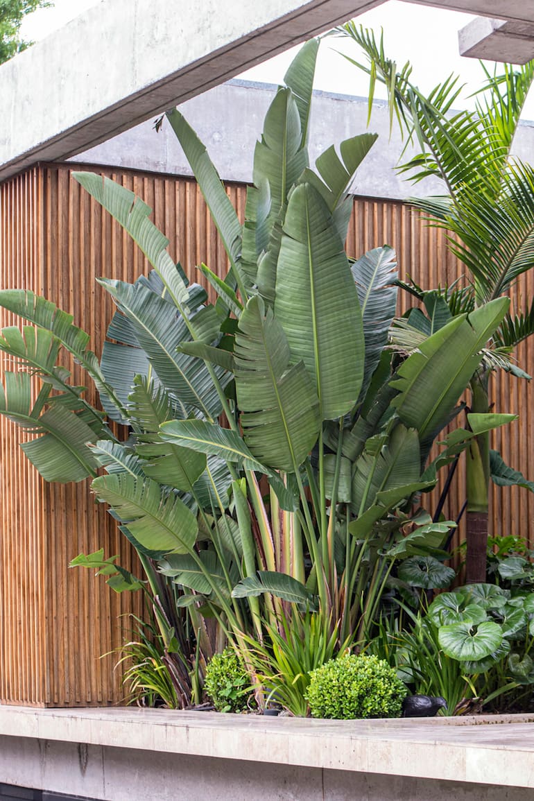 Strelitzia nicolai es una de las favoritas de los interioristas para espacios amplios