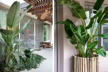 Strelitzia nicolai, ideal para ambientes con mucha luz natural y techos altos