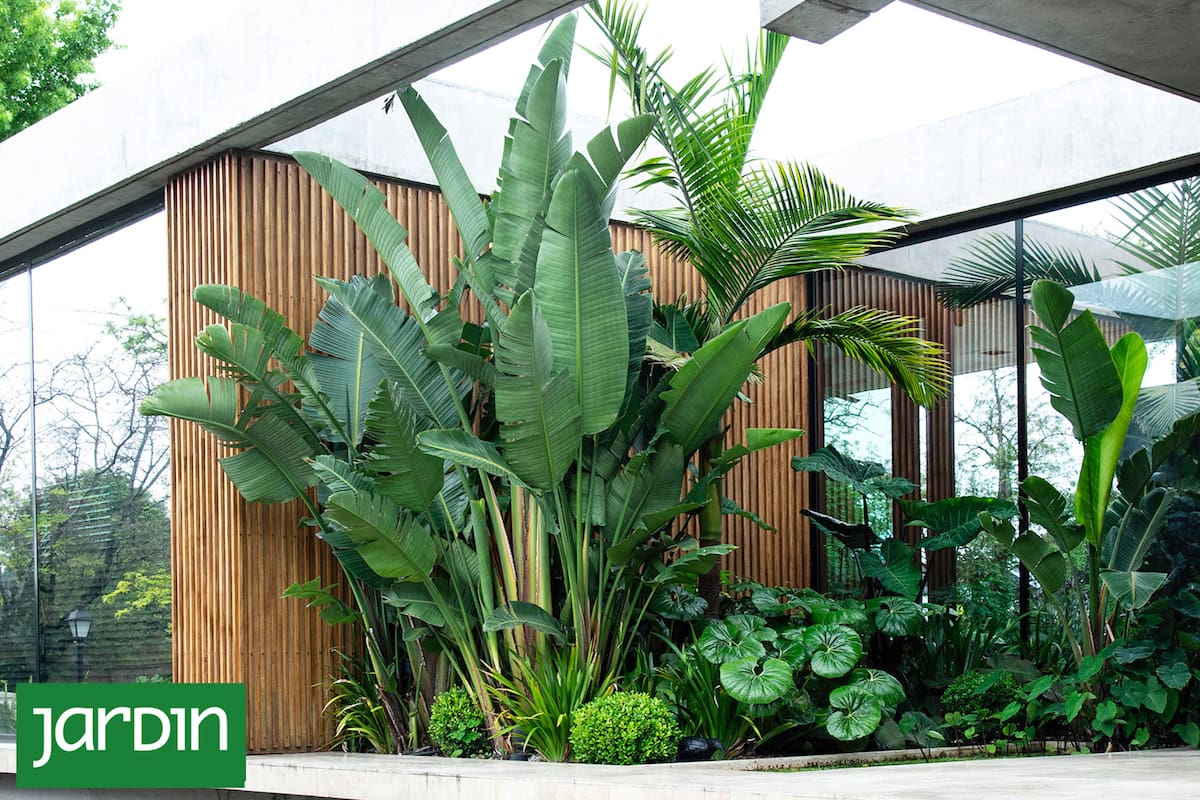 Strelitzia nicolai es una de las favoritas de los interioristas para espacios amplios