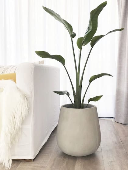 Strelitzias, las nuevas protagonistas de la decoración con plantas.
