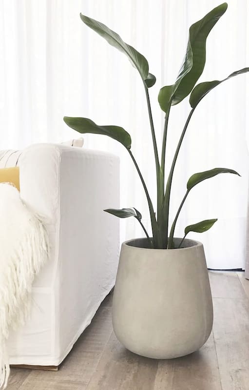 Strelitzias, las nuevas protagonistas de la decoración con plantas.