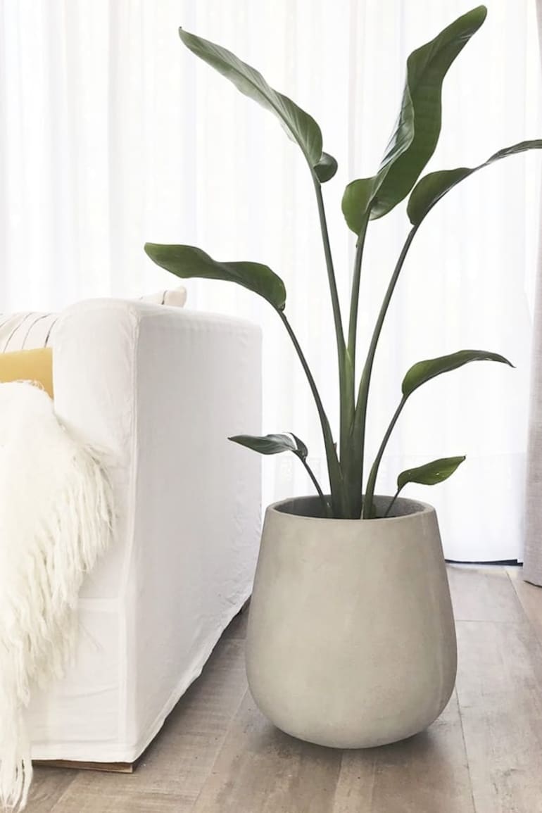 Strelitzias, las nuevas protagonistas de la decoración con plantas.