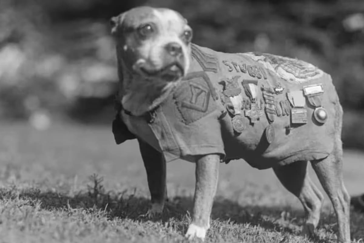 Stubby se convirtió en sargento y adquirió importantes habilidades que lo hicieron destacar