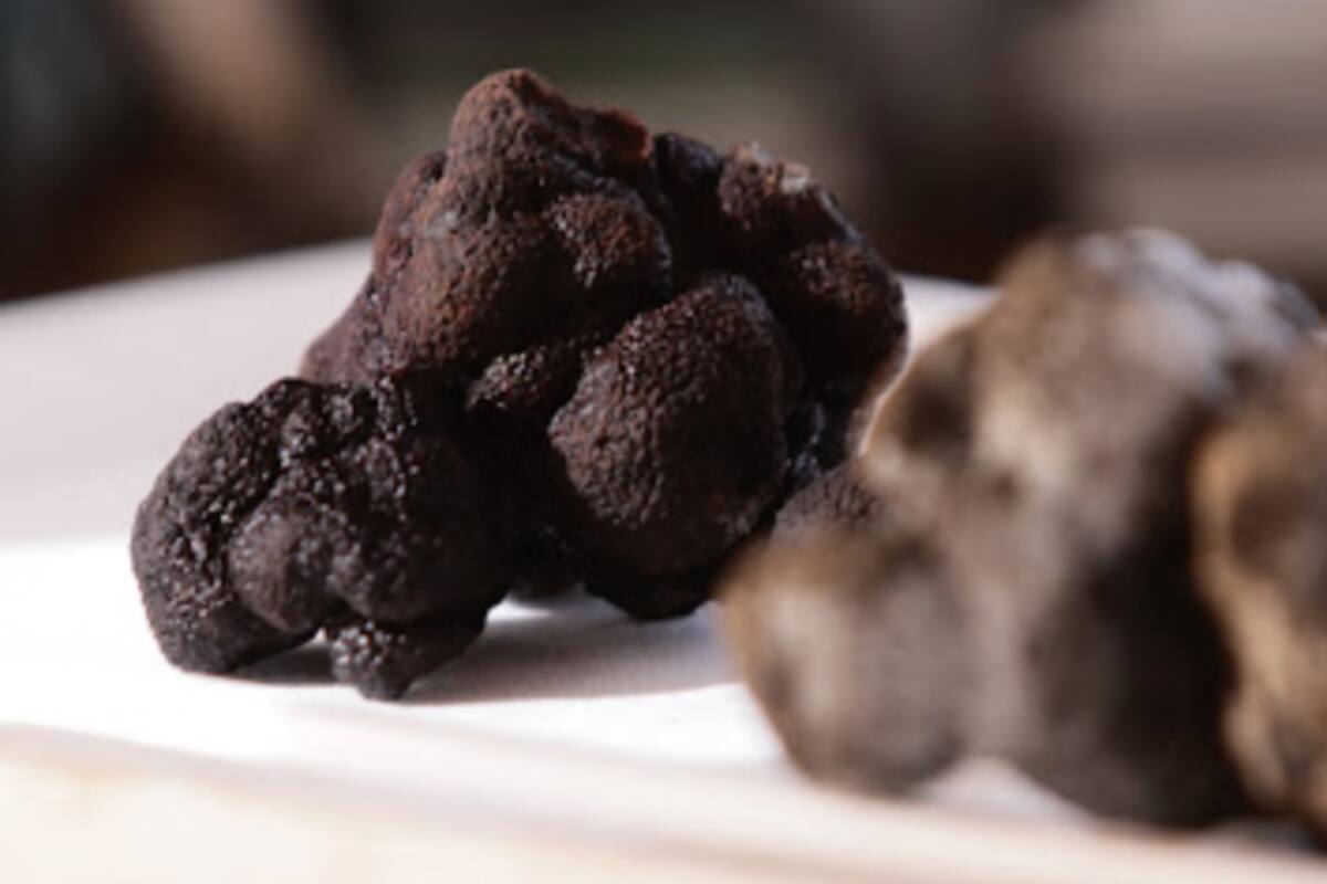 Su alto valor, de entre US$1300 y los US$1800 el kilo, se debe a que no es tarea fácil obtenerlas