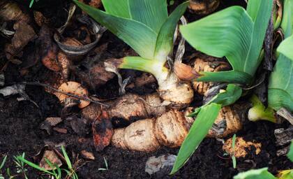 Su aplicación como único fertilizante podría restringir el desarrollo vegetal óptimo