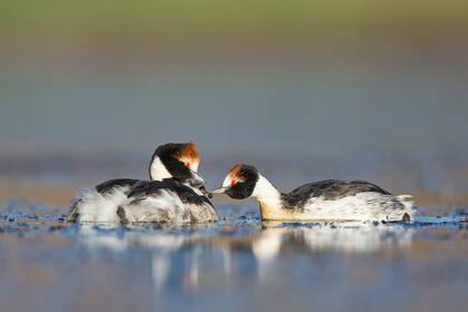Su avistamiento generó esperanza en los especialistas, de que puede conversarse la especie (Foto: Hernán Povedano)