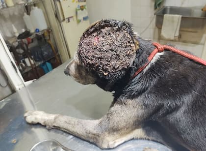 "Su cabeza era un infierno de gusanos. Estaba agonizando".