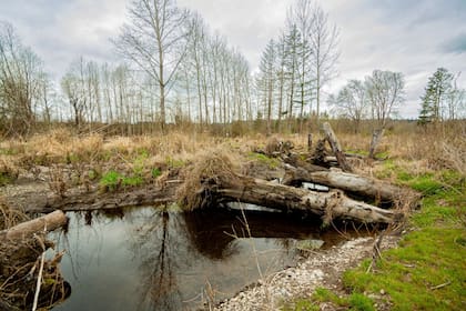 Su capacidad para modificar el entorno a su favor tiene un impacto significativo en el equilibrio ecológico, fomentando la biodiversidad y la creación de hábitats complejos. (Canva)