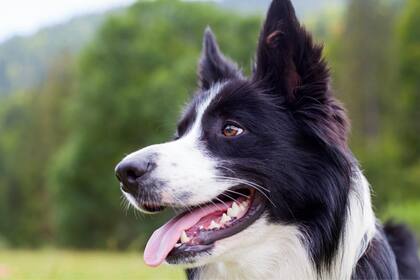 Su dueño, Bill Dorris, fue un exitoso empresario que no estaba casado y falleció a finales de 2020