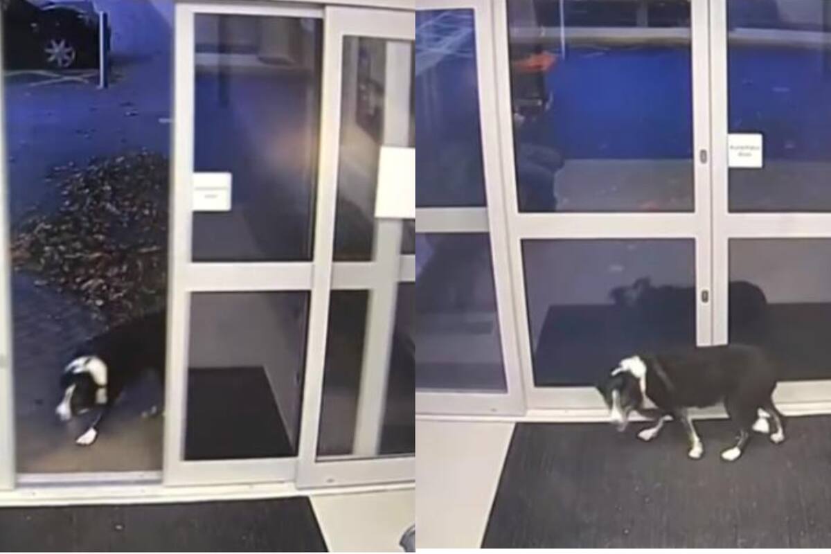 Su dueño es Steve Harper, un hombre de 68 años (Foto: Facebook Leicestershire Police)