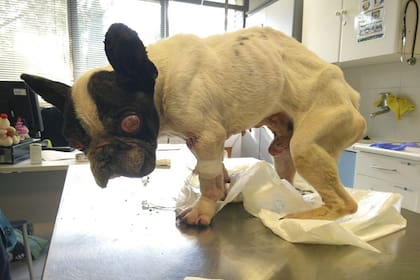 Su dueño falleció en 2010, tras buscarlo intensamente durante dos años