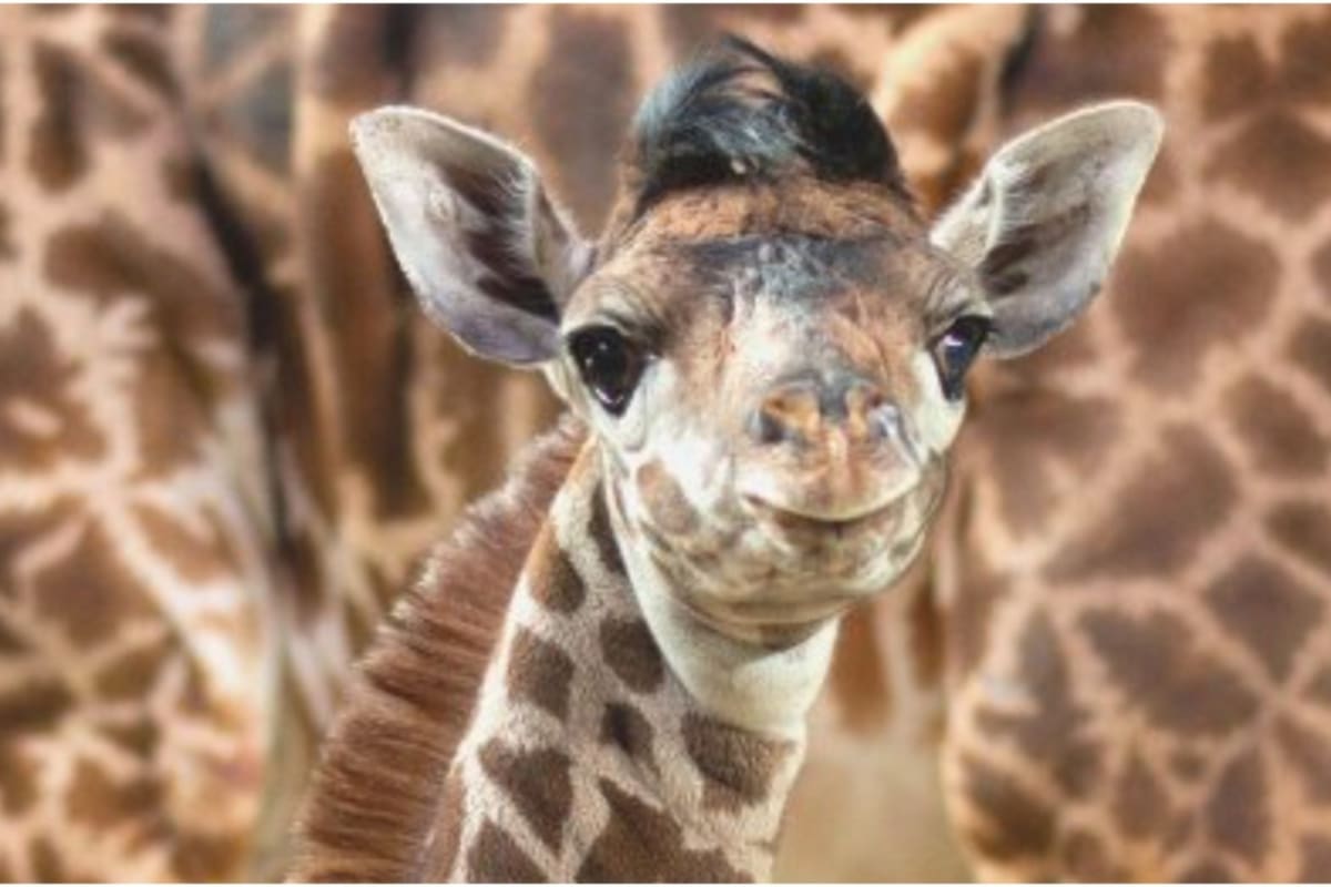Su especie está en peligro de extinción así que este nacimiento fue una alegría inmensa para todo el zoológico de Toronto y para el mundo entero.