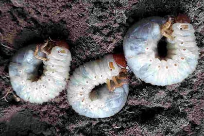 Su estado larvario es casi tan popular como su fase cascaruda, y aun cuando a los humanos desprevenidos les resulte difícil vincular al gusano blanco que vive bajo tierra con el auténtico cascarudo veraniego argentino, la realidad es que son el mismo insecto atravesando estadios diferentes