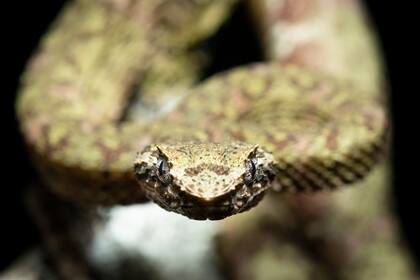SU FOTO PREFERIDA: una de las serpientes más bonitas del trópico americano, la víbora de pestañas o bocaracá. Esta especie vive en los árboles y normalmente son de colores muy vistosos