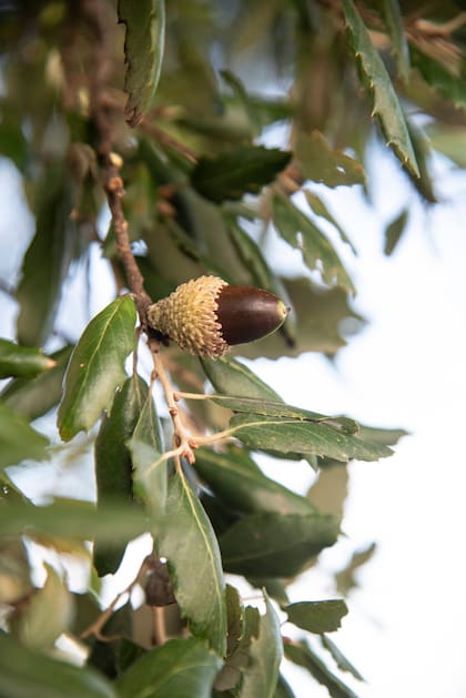Su fruto es una bellota amarga, que aparece en otoño. Prefiere zonas cálidas y húmedas.