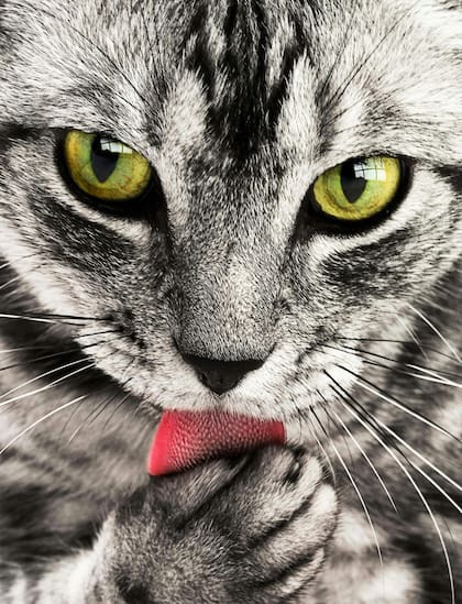 Su lengua permite distribuir de manera eficaz su saliva, lo que les permite controlar la humedad de sus cuerpos