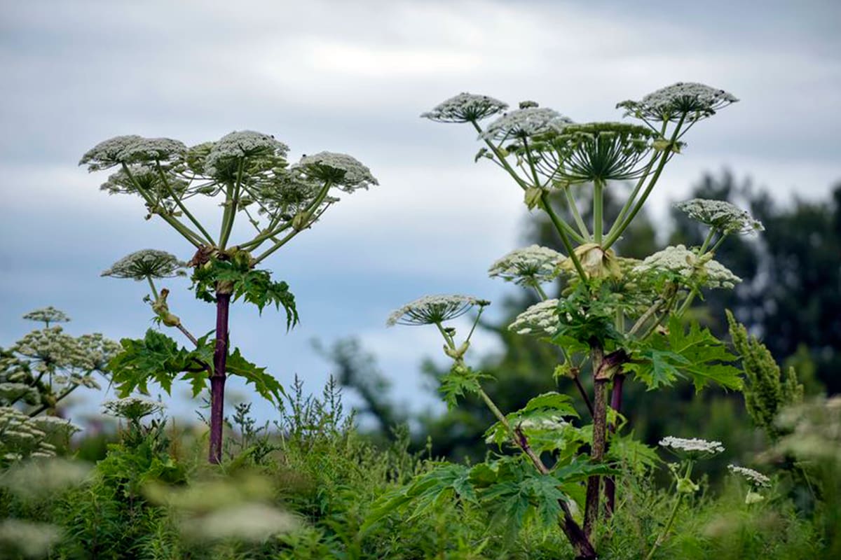 Su nombre científico es Heracleum mantegazzianum y puede sobrepasar los cinco metros de altura
