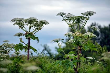 Su nombre científico es Heracleum mantegazzianum y puede sobrepasar los cinco metros de altura