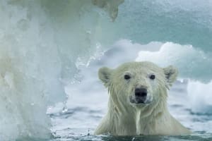 Su nombre se refiere que tiene la capa de hielo más gruesa y más antigua del Ártico