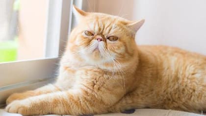 Su pelo es esponjoso y son felinos muy amigables con las personas