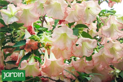 Su potencia sensorial y su forma de crecer hacen de esta planta un arbusto fascinante