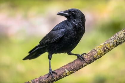 Su presencia puede indicar que el lugar ofrece condiciones favorables para la vida silvestre