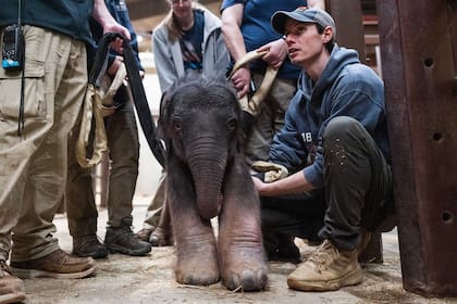 Su proceso de gestación duró 21 meses (Foto/Zoológico Smithsonian)