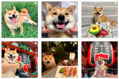 Su gesto es tan simpático que su dueño decidió crearle una cuenta en Instagram