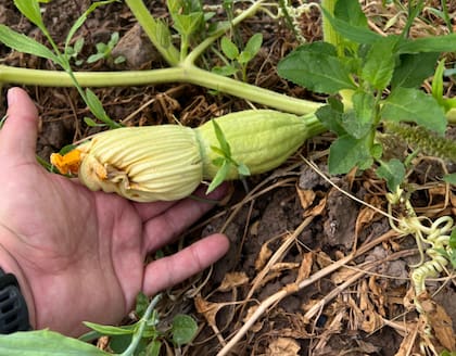 Su tercer gran paso fue convertirse él mismo en productor de su materia prima, de las llamadas calabazas para mates, que venían de Brasil: era su “lado patriótico de defender y potenciar las economías regionales”