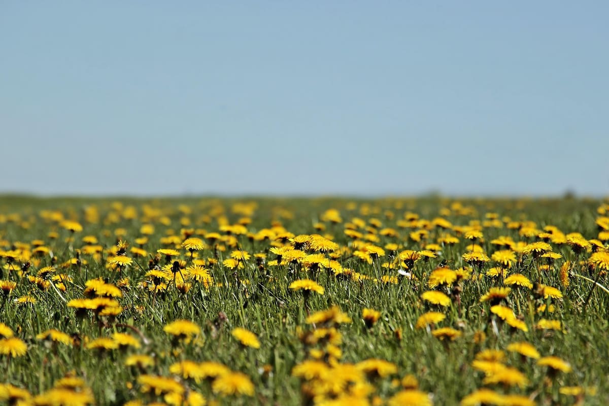 Su tónico amargo favorece la estimulación de jugos gástricos implicados en la digestión (Foto ilustrativa: PIXABAY)