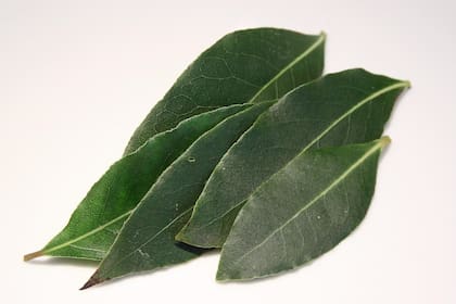 Su uso está ligado a su fuerza simbólica como planta de protección, sabiduría, purificación y victoria (Foto ilustrativa: PIXABAY)