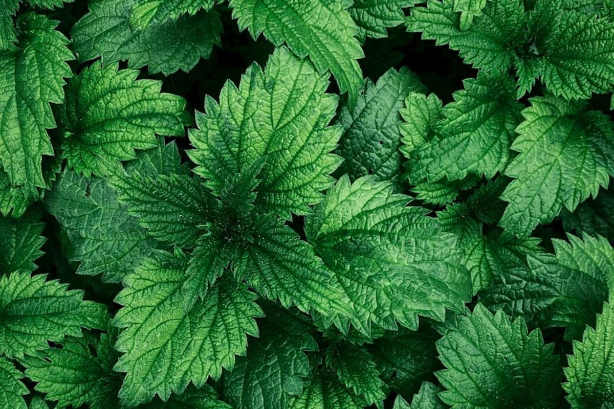 Su uso medicinal puede ayudar a bajar de peso