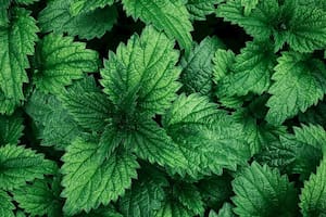 Su uso medicinal puede ayudar a bajar de peso