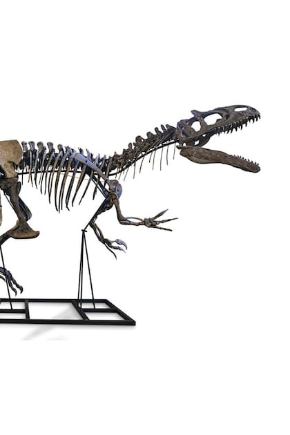 Dinosaurios. De Nicolás Cage a Leo DiCaprio, los famosos ahora coleccionan fósiles