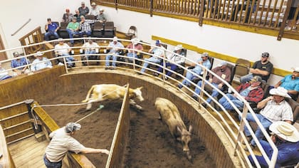 Subastas en vivo como esta de Lakeland, Florida, podrían generar nuevos datos de precios para gestionar mejor el suministro que se envía al mercado.