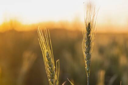 Suben precios de exportación del trigo ruso; analistas elevan estimación de envíos para octubre