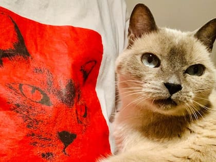 Subió a la terraza y allí estaba ella: una gata “divina” pero enferma.