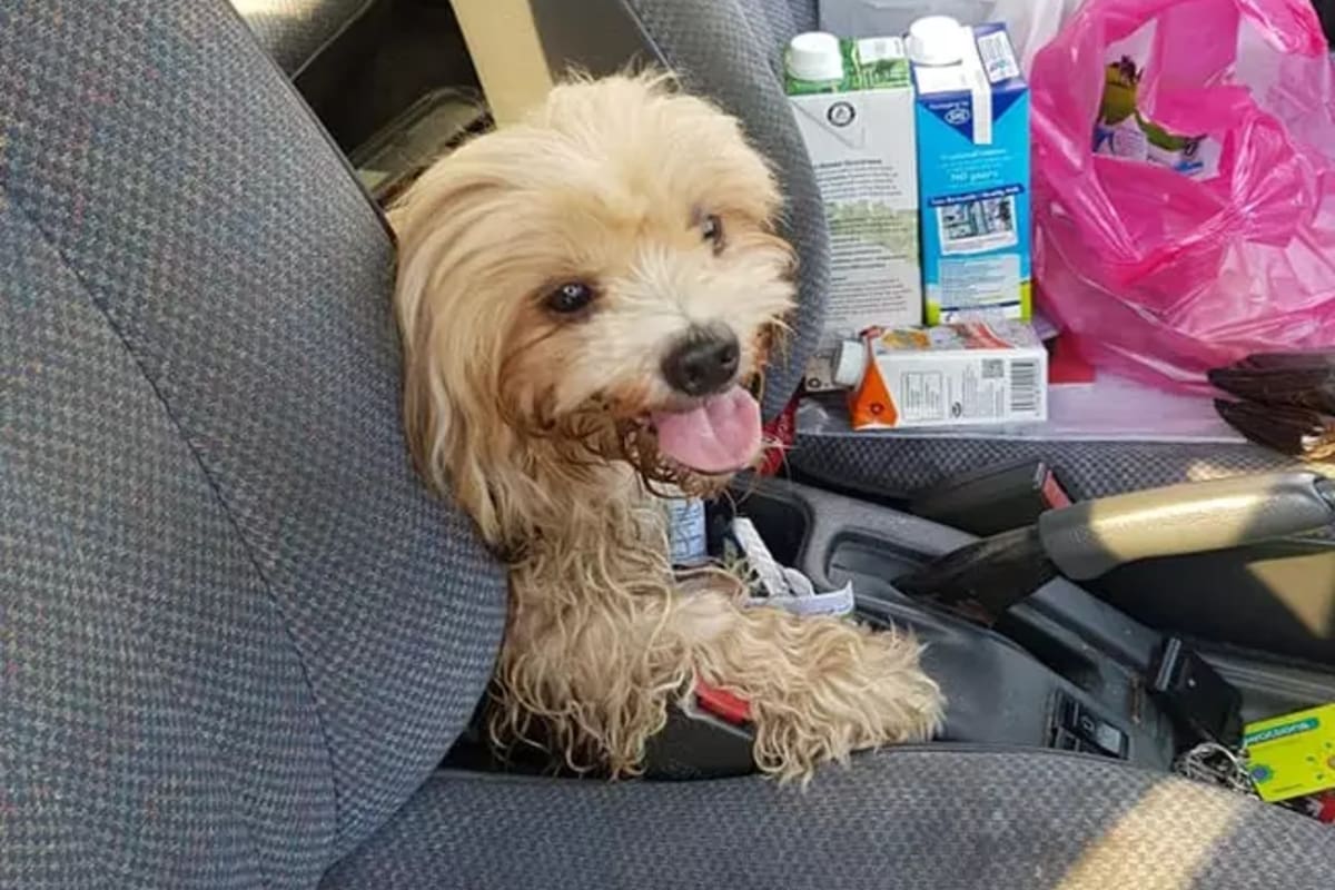 Sucedió en Malasia. Meintras realizaba compras, vio a una pequeña perrita perdida y notó que en su cuello tenía una nota que lo sorprendió.