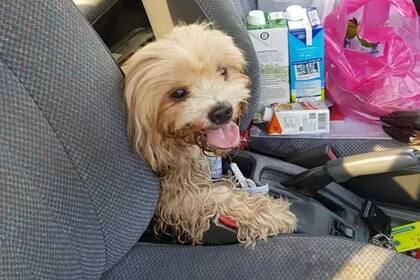 Sucedió en Malasia. Meintras realizaba compras, vio a una pequeña perrita perdida y notó que en su cuello tenía una nota que lo sorprendió.