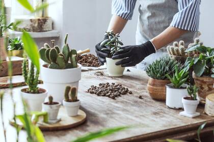 Suculentas: todos los cuidados que deben recibir en otoño