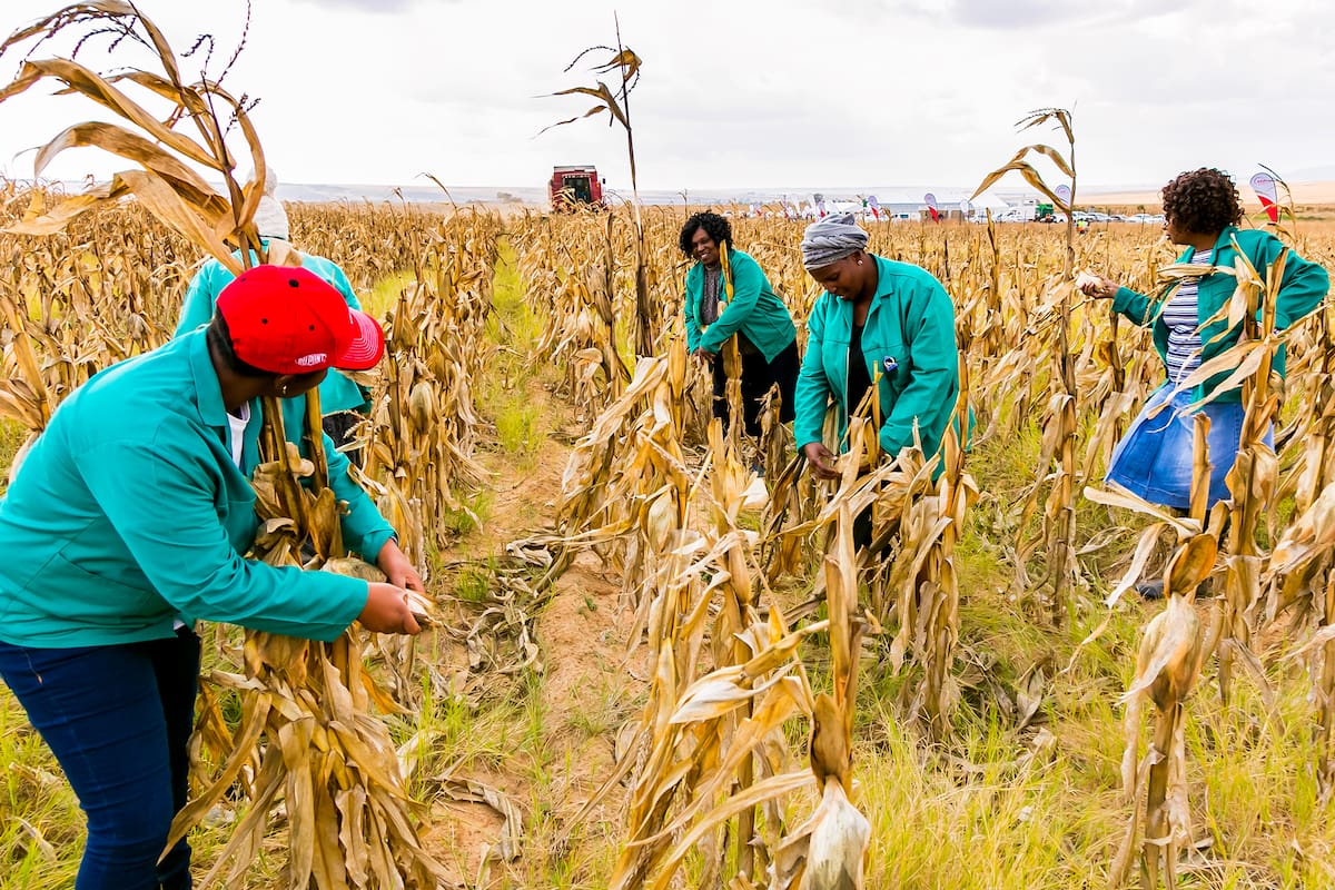 Sudáfrica; Maíz; agricultura; campo