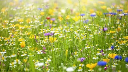 Sue Nelson dice que solía obsesionarse con temas como las flores silvestres o la exploración espacial.