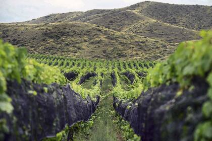 Suelo, frío y variedad. Tres de las principales variables para conseguir un vino distinto.