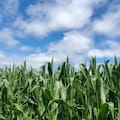 Aconsejan aprovechar las buenas relaciones insumo/producto para la campaña agrícola 2026/27