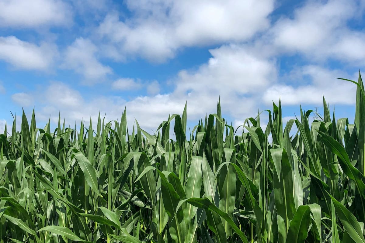 Suelos muy bien provistos de humedad y pronósticos de desarrollo de un evento El Niño para la primavera y verano influyen positivamente en las decisiones de los agricultores