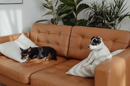 Sumar a una mascota a tu vida es mucho más que "tener un perro"