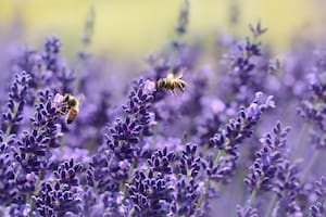 Sumar plantas a nuestro hogar puede no solo embellecer sus rincones, sino que también incorpora naturaleza a ambientes cerrados. Foto: Lavanda